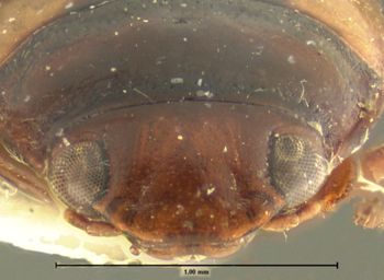 Media type: image;   Entomology 23939 Aspect: head frontal view